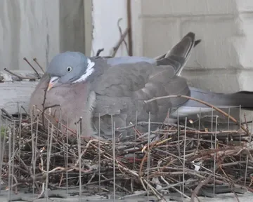 تركيب طارد الحمام بالخرج