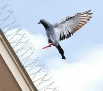 تركيب طارد حمام شرق الرياض