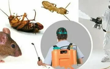 أفضل شركة رش حشرات بالخرج