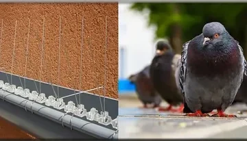 تركيب اشواك الحمام بالرياض