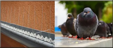 تركيب اشواك الحمام بالرياض