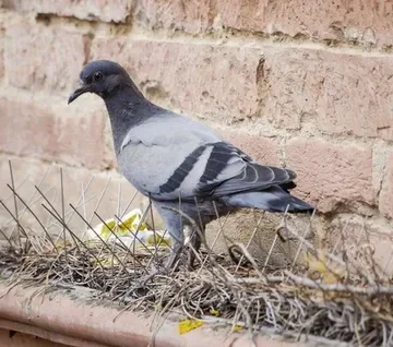 تركيب شبك حمام بالرياض