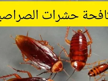 رش الدڤان بالرياض