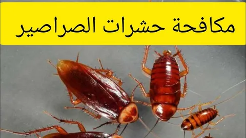 رش الدڤان بالرياض